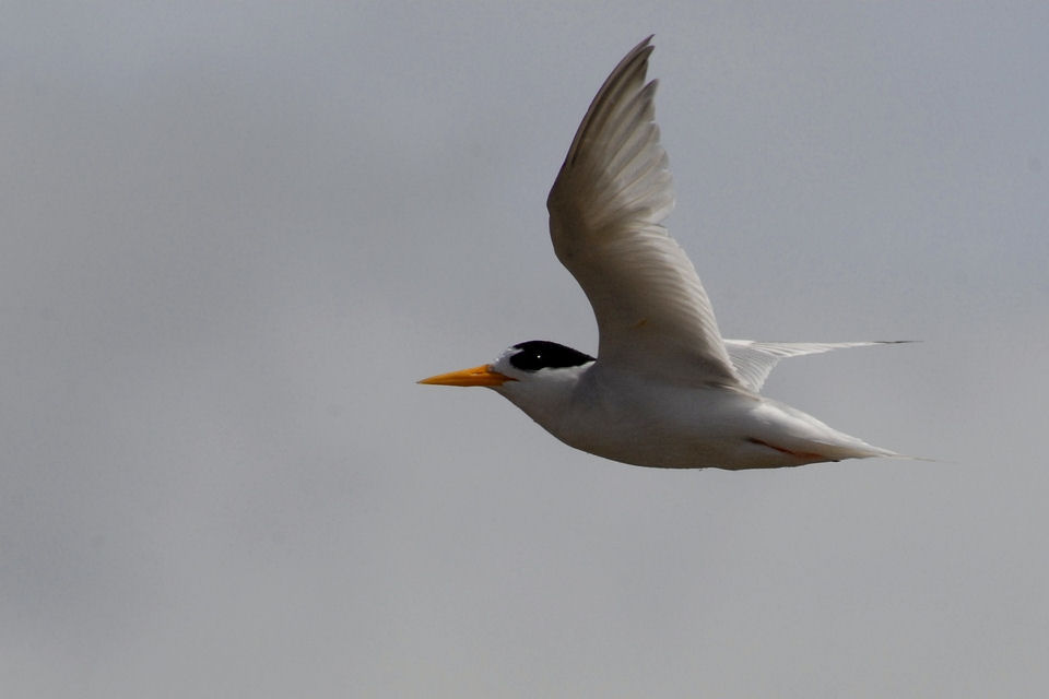 Fairy Tern (Sternula nereis)